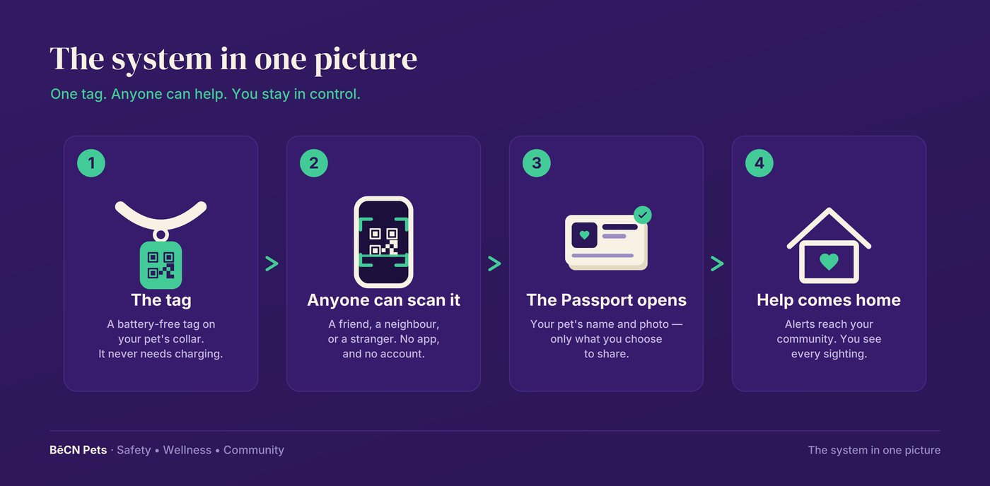 Diagram of how BēCN Pets works: a tag on a pet's collar, a phone that scans it, and the Pet Passport that opens.